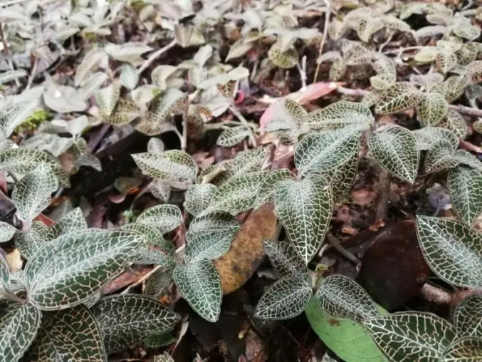 Científicos chinos en Wuhan descubren Anoectochilus Roxburghii después de 20 años de investigación y desarrollan con éxito un fármaco en investigación innovador de clase 1
