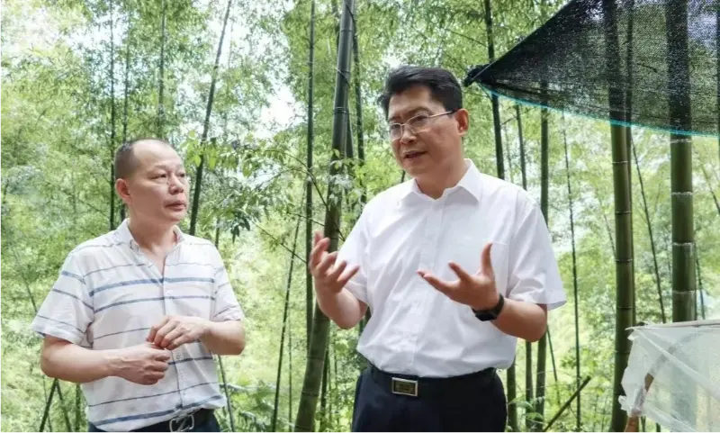 Liu Shuo, secretario del comité municipal del partido de Pingxiang, inspecciona la base de plantación de Anoectochilus