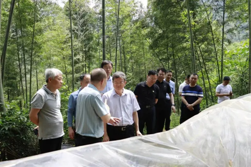 Liu Shuren, Director del Departamento de Desarrollo y Reforma de la Administración Nacional de Silvicultura y Pastizales, investiga la base de plantación de Anxin Shibawan Anoectochilus