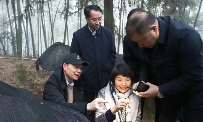 Lu Xiaoqing, ex presidente de Jiangzhong Pharmaceutical y actual miembro del comité permanente del comité provincial del partido de Jiangxi y director del departamento de publicidad, inspecciona nuestra base de plantación